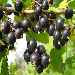 Смородина черная 'Нара' (Ribes nigra 'Нара')