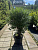 Туя западная 'Глобоза Аурея' (Thuja occidentalis 'Globosa Aurea')