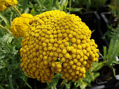 Тысячелистник 'Золотые одежды' (Achillea 'Zolotie odezhdi')
