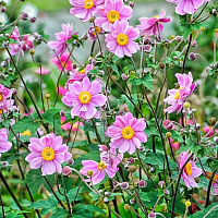Анемона гибридная 'Серенада' (Anemone hyb "Serenade")