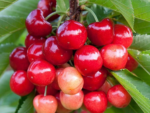 chereshnya-fatezh-prunus-avium-plody-imeyut-desertnyj-vkus