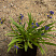 gorechavka-daurskaya-gentiana-dahurica-rastenie.jpg