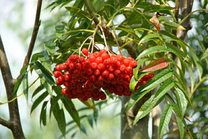 Рябина смешанная 'Додонг' (Sorbus commixta 'Dodong')