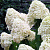 Гортензия метельчатая 'Фантом' (Hydrangea paniculata 'Phantom')