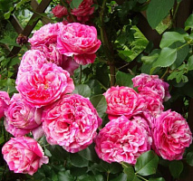 Роза 'Инес Састр' (Rose 'Ines Sastre')