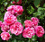 Роза 'Инес Састр' (Rose 'Ines Sastre')
