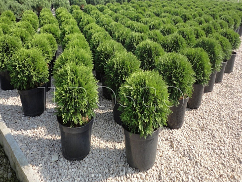 tuya-zapadnaya-danika-thuja-occidentalis-danica-sazhency-ryadami