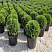 tuya-zapadnaya-danika-thuja-occidentalis-danica-sazhency-ryadami