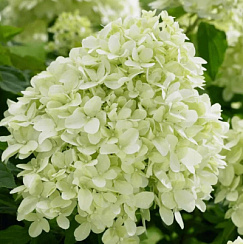 Гортензия метельчатая 'Литтл Спуки' (Hydrangea paniculata 'Little Spooky')