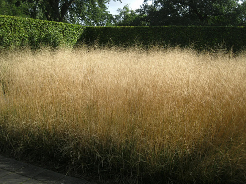 shchuchka-dernistaya-goldtau-deschampsia-cespitosa-goldtau-rastyot-ochen-bystro