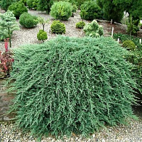 Можжевельник горизонтальный 'Вильтонии' (Juniperus horizontalis 'Wiltonii')