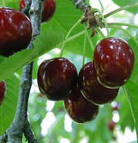 Черешня 'Ревна' (Prunus avium 'Ревна')