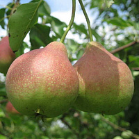 Груша обыкновенная 'Ириста' (Pyrus communis 'Ириста')