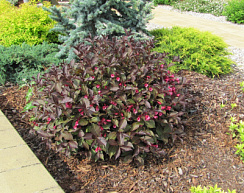 Вейгела цветущая 'Александра' (Weigela florida 'Alexandra')