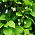 Лимонник китайский (Schisandra chinensis)