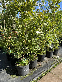 Голубика высокорослая 'Дрейпер' (Vaccinium corymbosum 'Draper')
