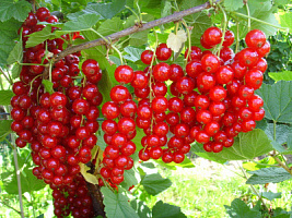 Смородина красная 'Йонер Ван Тетс' (Ribes rubrum 'Йонер Ван Тетс')