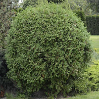 Туя западная 'Вудварди' (Thuja occidentalis 'Woodwardii' )