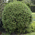 Туя западная 'Вудварди' (Thuja occidentalis 'Woodwardii' )