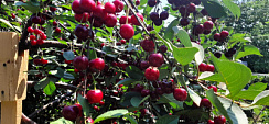 Вишня обыкновенная 'Десертная Морозовой' (Prunus cerasus 'Desertnaya morozovoi')