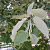 Липа войлочная (Tilia tomentosa)