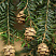tsuga-kanadskaya-tsuga-canadensis-shishki