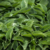 Хоста 'Блю Кадет' (Hosta 'Blue Cadet')