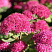 Очиток 'Carl' (Sedum 'Carl')2