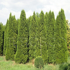 Туя западная 'Смарагд' (Thuja occidentalis 'Smaragd')