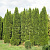 Туя западная 'Смарагд' (Thuja occidentalis 'Smaragd')