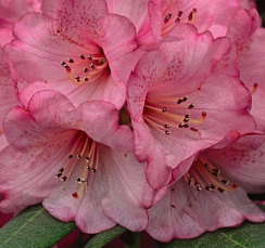 Рододендрон 'Вайн энд Роузес' (Rhododendron Wine & Roses)