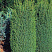 mozhzhevelnik-obyknovennyj-suehcika-juniperus-communis-suecica-plotnaya-forma-krony