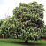 kashtan-konskij-aesculus-hippocastanum-krona-v-cvetu