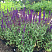 shalfej-dubravnyj-karadonna-salvia-nemorosa-caradonna-rastenie.jpg