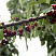 chereshnya-iput-prunus-avium-iput-sladkaya-sochnaya-myakot