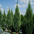 Можжевельник скальный 'Скайрокет' (Juniperus scopulorum 'Skyrocket')