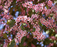 Черемуха обыкновенная 'Колората' (Prunus padus 'Colorata')