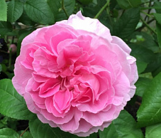 Роза 'Мэри Роуз' (Rose 'Mary Rose')