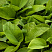 hosta-sam-ehnd-sabstens-hosta-sum-and-substance-listya.jpg