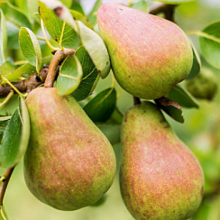 Груша обыкновенная 'Русская Красавица' (Pyrus communis 'Русская Красавица')
