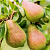 Груша обыкновенная 'Русская Красавица' (Pyrus communis 'Русская Красавица')