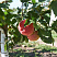 yablonya-domashnyaya-mechta-malus-domestica-mechta-derevo