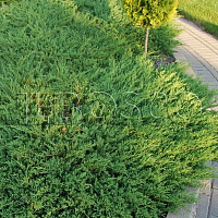 Можжевельник горизонтальный 'Андорра Компакта' (Juniperus horizontalis 'Andorra Compacta')