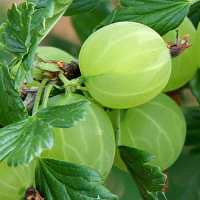 Крыжовник 'Финский зелёный' (Ribes 'Финский зелёный')