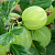 Крыжовник 'Финский зелёный' (Ribes 'Финский зелёный')