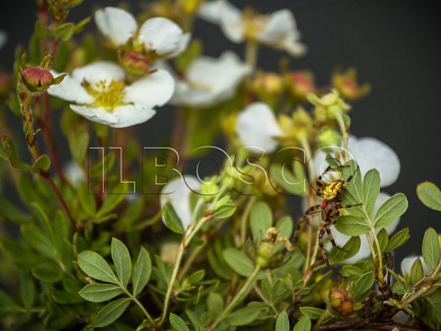 lapchatka-kustarnikovaya-abbotsvud-potentilla-fruticosa-abbotswood-listya.jpg