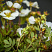 lapchatka-kustarnikovaya-abbotsvud-potentilla-fruticosa-abbotswood-listya.jpg