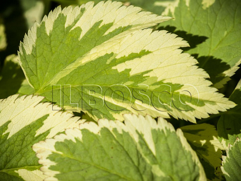 snyt-obyknovennaya-pestrolistnaya-aegopodium-podagraria-variegata-list.jpg