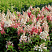 gortenziya-metelchataya-kehndllajt-hydrangea-paniculata-candlelight-cvetenie-s-iyulya-po-avgust