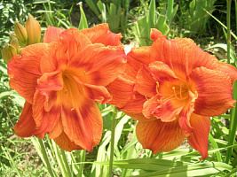Лилейник 'Даблишес' (Hemerocallis 'Doublelicious')
